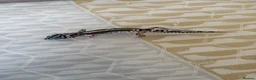 Leopard Gecko reptiles for sale: Baby leopard geckos  - Advert 11
