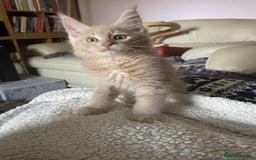 Maine Coon cats for sale: Purebred Maine Coons looking for a loving home 😻 - Image 17