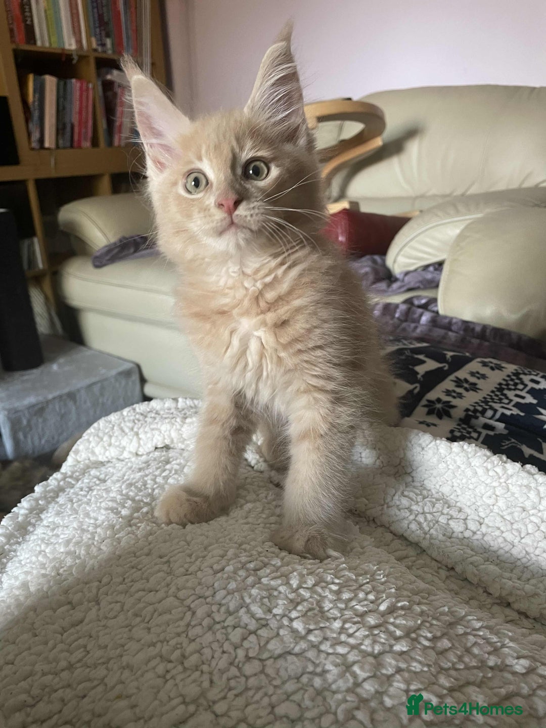 Maine Coon cats for sale: Purebred Maine Coons looking for a loving home 😻 - Image 17