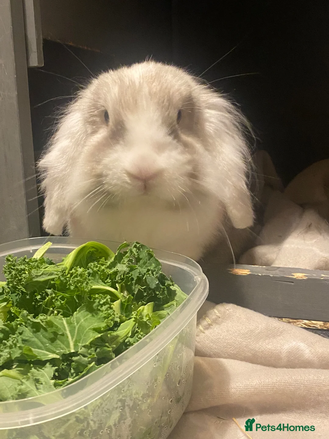 Mini Lion Lop rabbits for sale: piglet the 3 year old mini  lion head lop  in Paisley - Advert 2