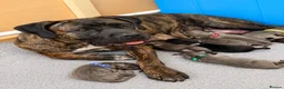 Cane Corso dogs for sale: LOCKDOWN KENNELS UK 2026 Health Tested Litter in Solihull - Advert 1