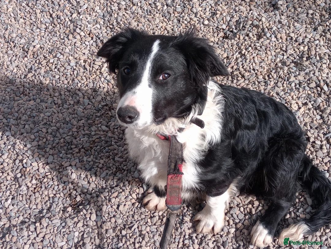 Mixed Breed dogs for sale: Wallace and Flynn - Advert 6