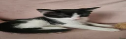 Mixed Breed cats for sale: Kittens - Advert 7
