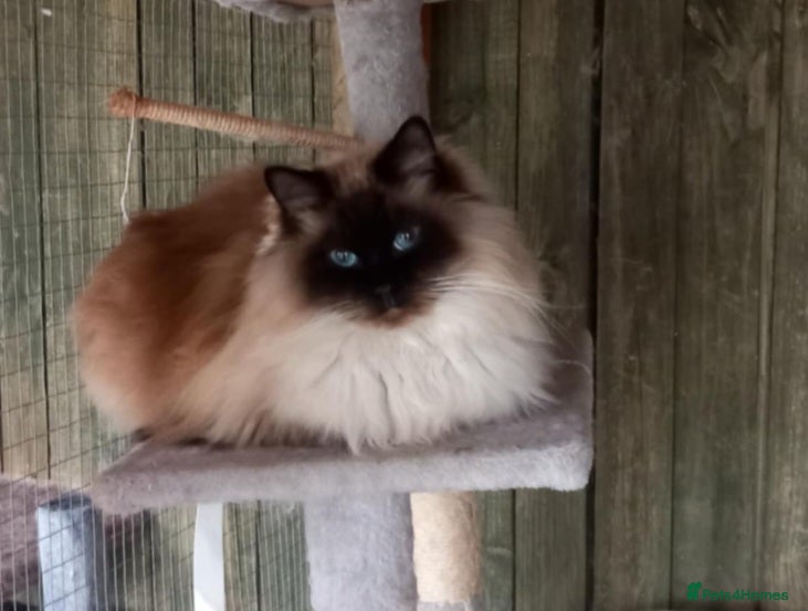 Ragdoll cats Beautiful male Ragdoll - Advert 1