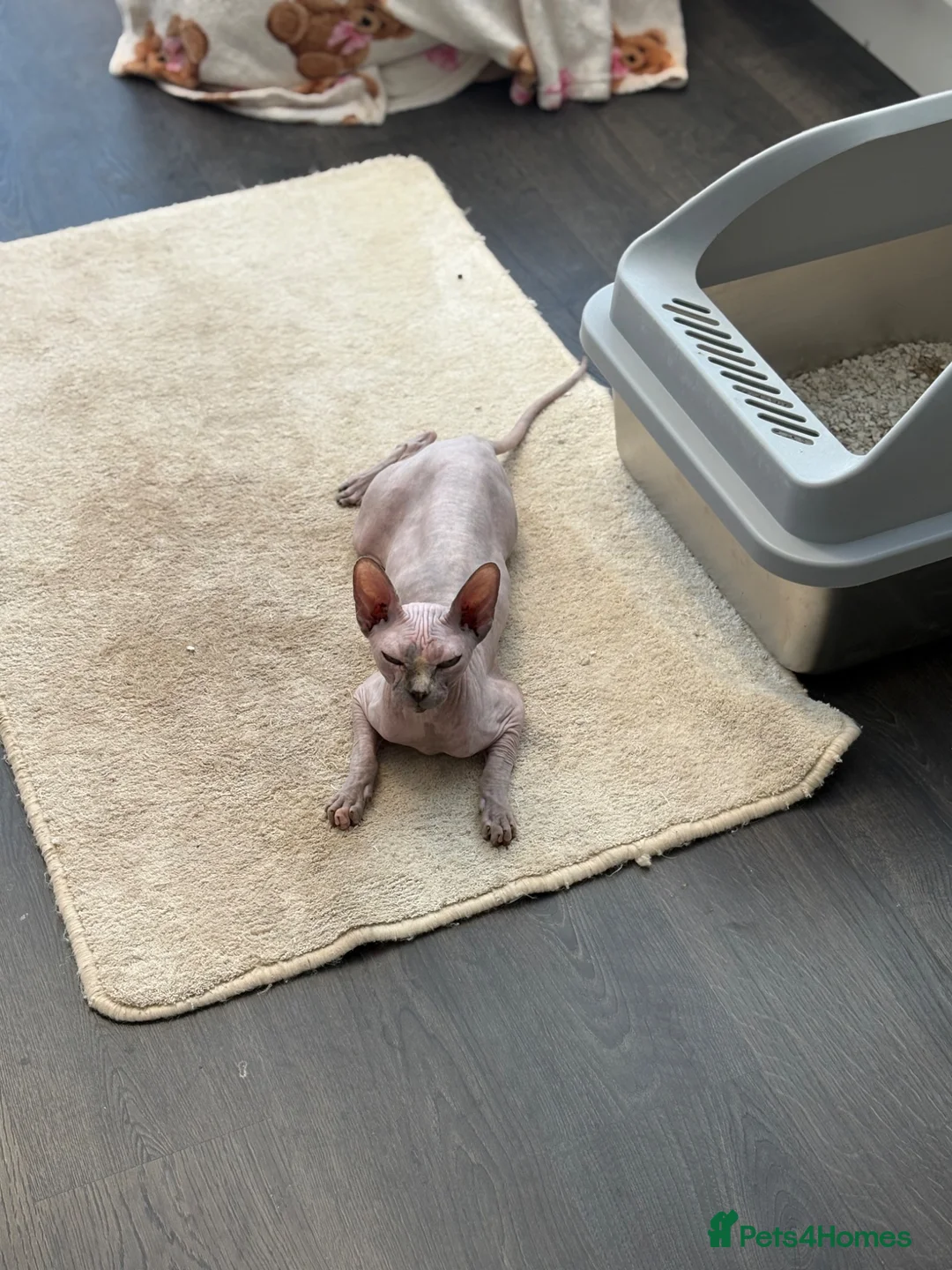 Sphynx cats for sale: Gorgeous 4-yr old Sphynx Female - Advert 2