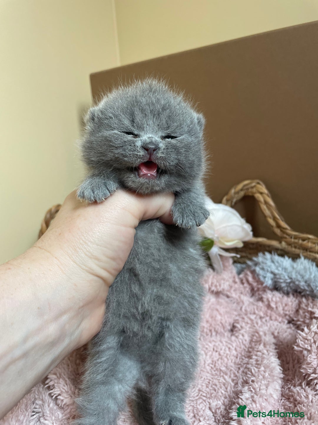 British Shorthair cats for sale: Champion Bloodline British Shorthair Kittens  - Image 7