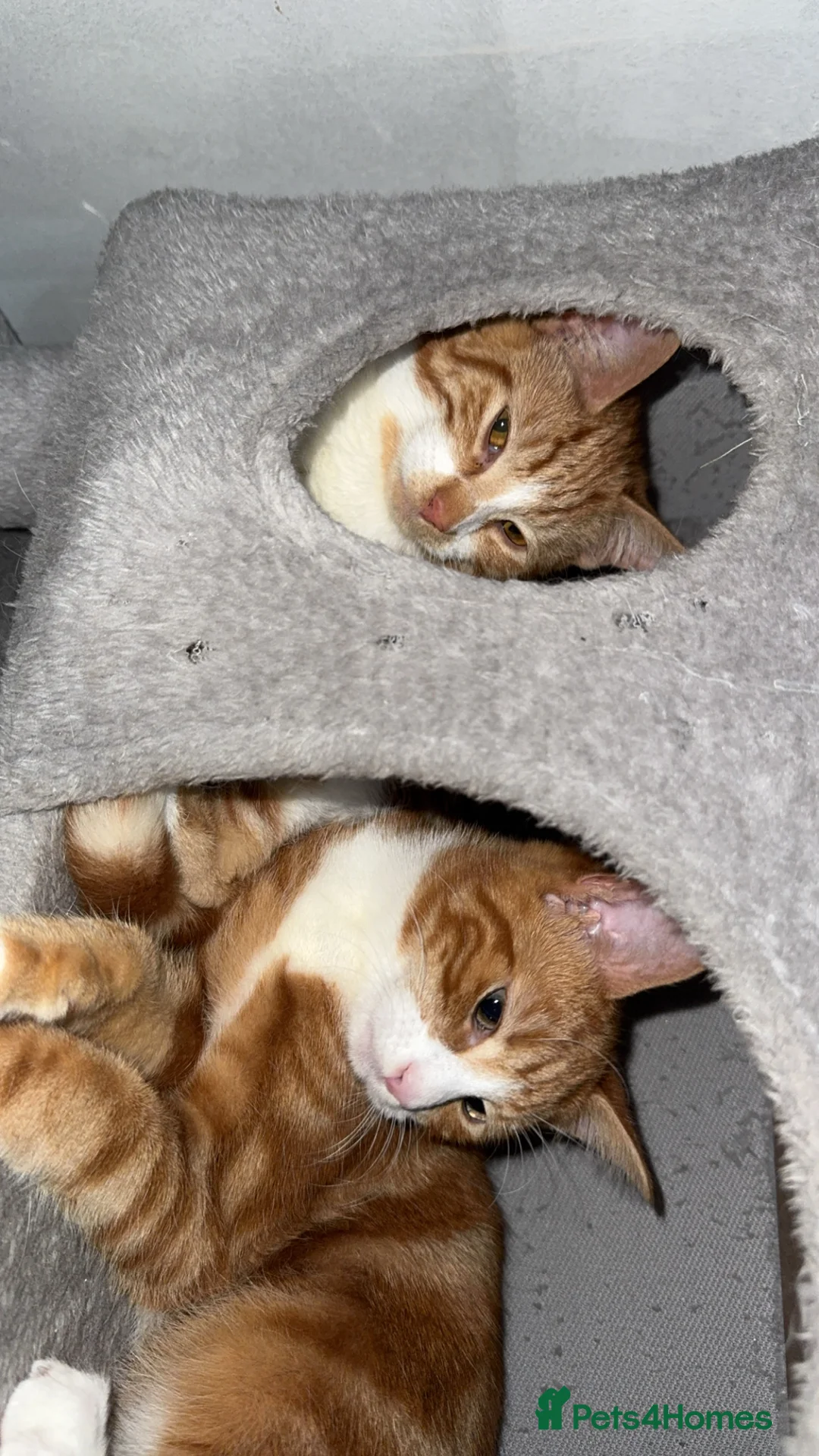 Mixed Breed cats for sale: 2x ginger kittens for sale - Advert 8