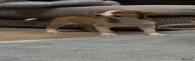 Border Collie 1