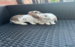 Mini Lop rabbits for sale: Beautiful mini lop Babies  - Image 1