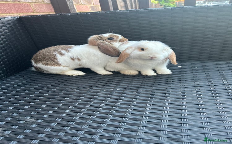 Mini Lop rabbits - Advert 7