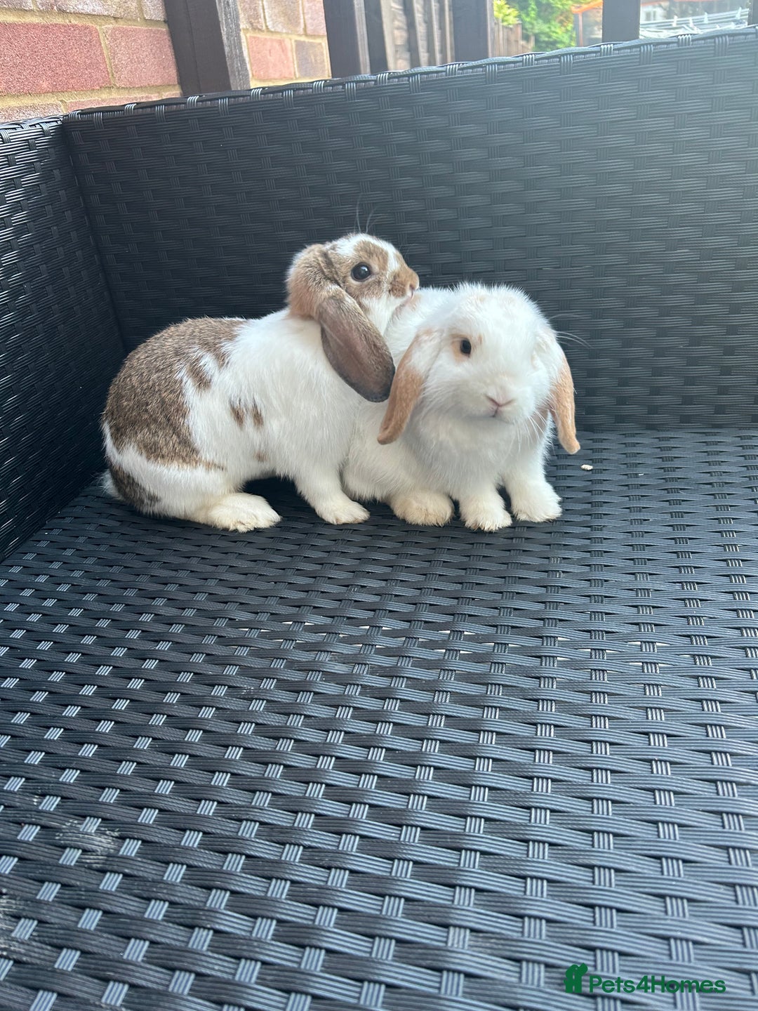 Mini Lop rabbits for sale: Beautiful mini lop Babies  - Image 1
