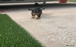 Cocker Spaniel dogs for sale: Miniature working Cocker spaniel puppies for sale - Image 16