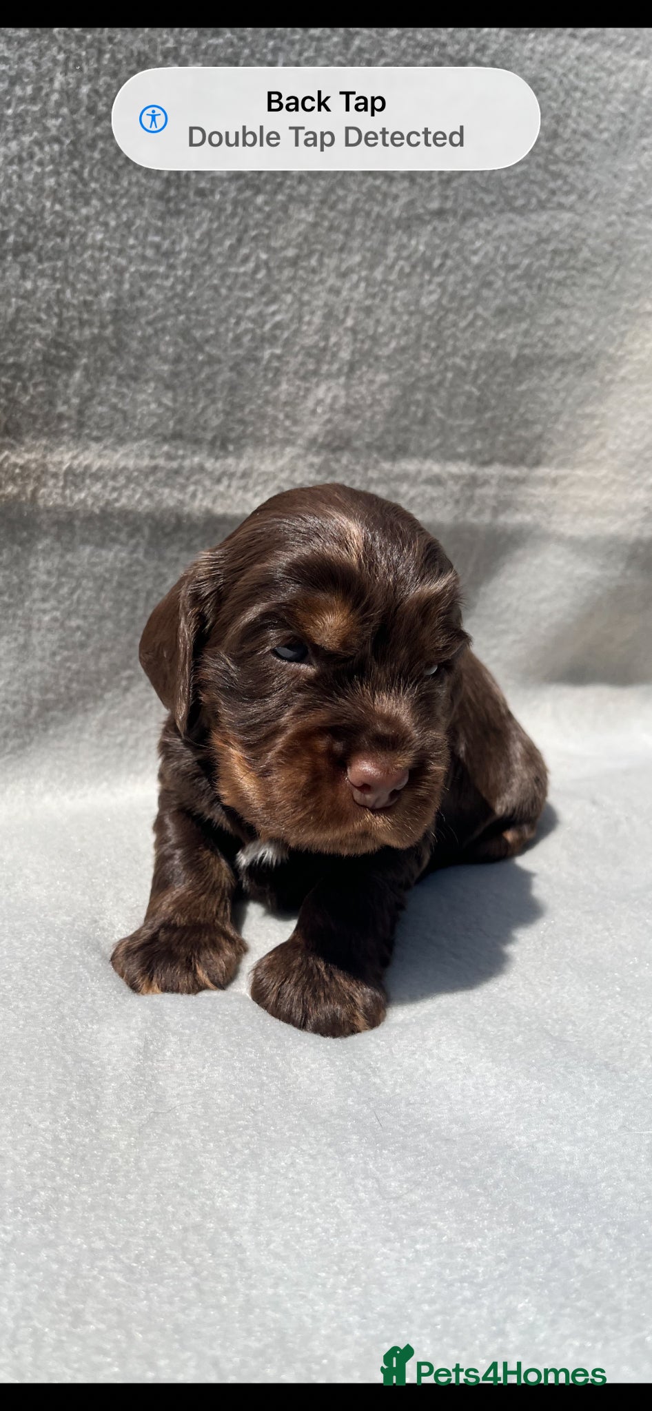 Cocker Spaniel dogs KC Registered Cocker Spaniels - Advert 1