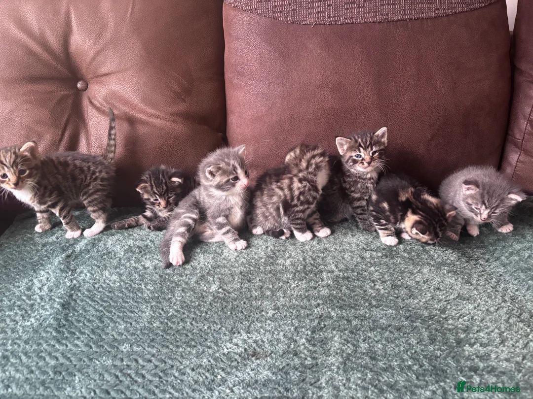 Mixed Breed cats for sale: Beautiful kittens  - Advert 1
