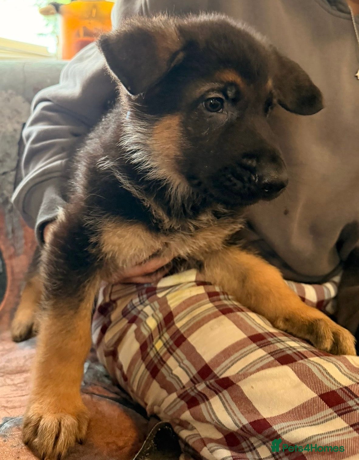 German Shepherd dogs for sale: Beautiful German Shepherd Pups  - Advert 24