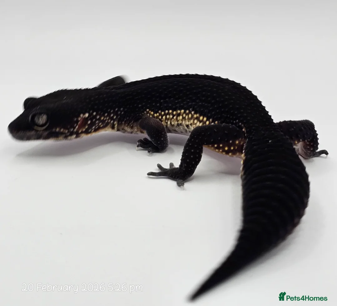 Leopard Gecko reptiles for sale: Pure Black Night Leopard Gecko - Advert 2