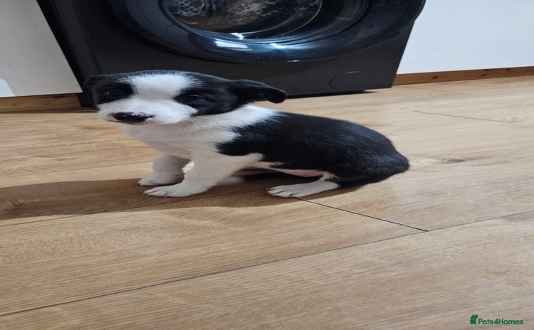 Border Collie dogs - Advert 18