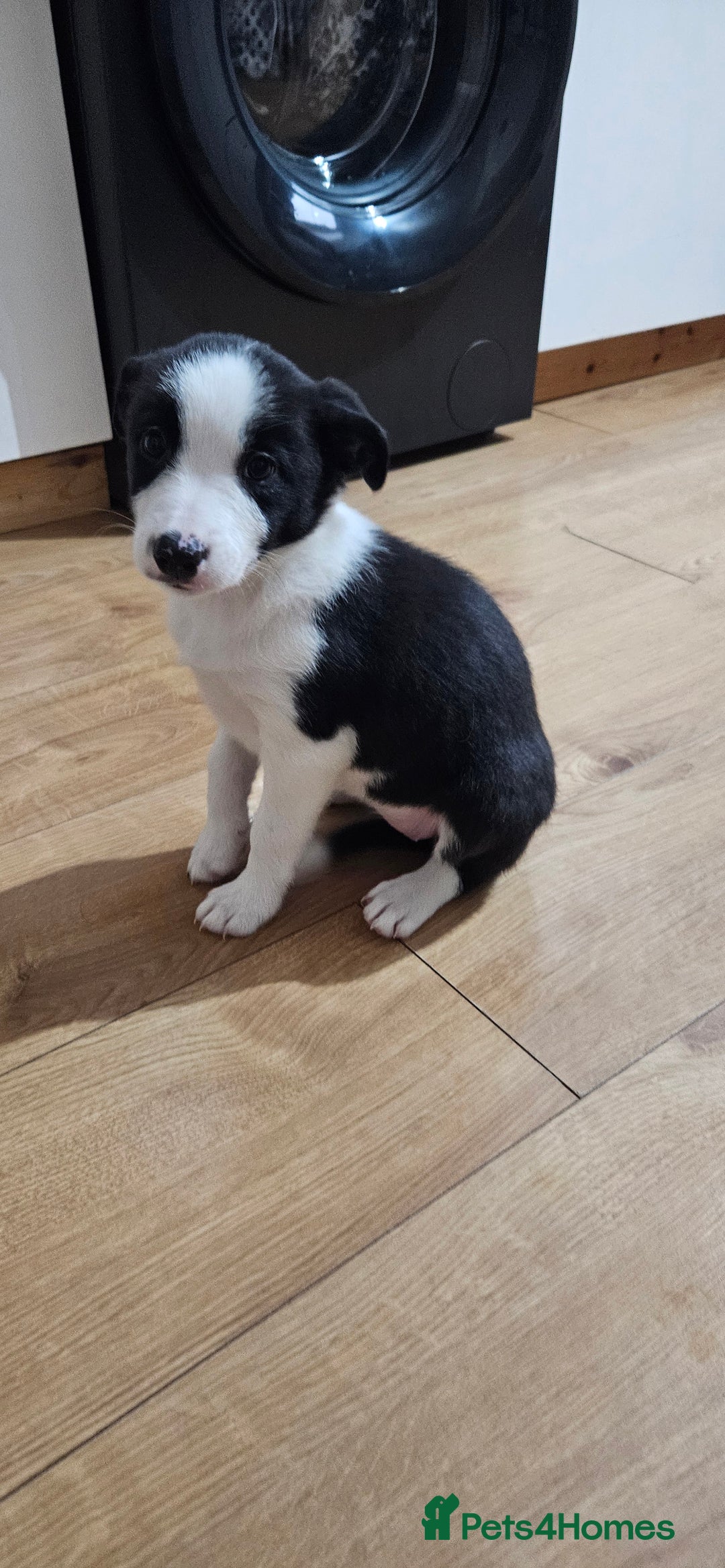 Border Collie dogs for sale: Border collie puppies for sale  - Image 11
