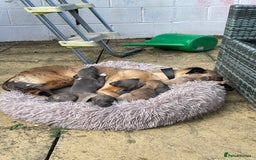 Whippet dogs for sale: Adorable home bred KC whippets - Image 12
