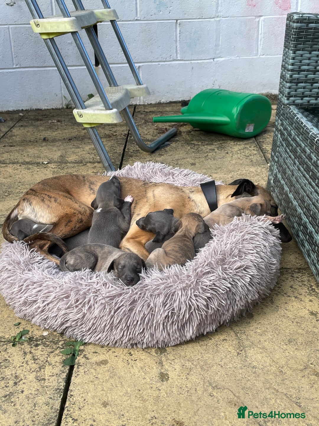 Whippet dogs for sale: Adorable home bred KC whippets - Image 12