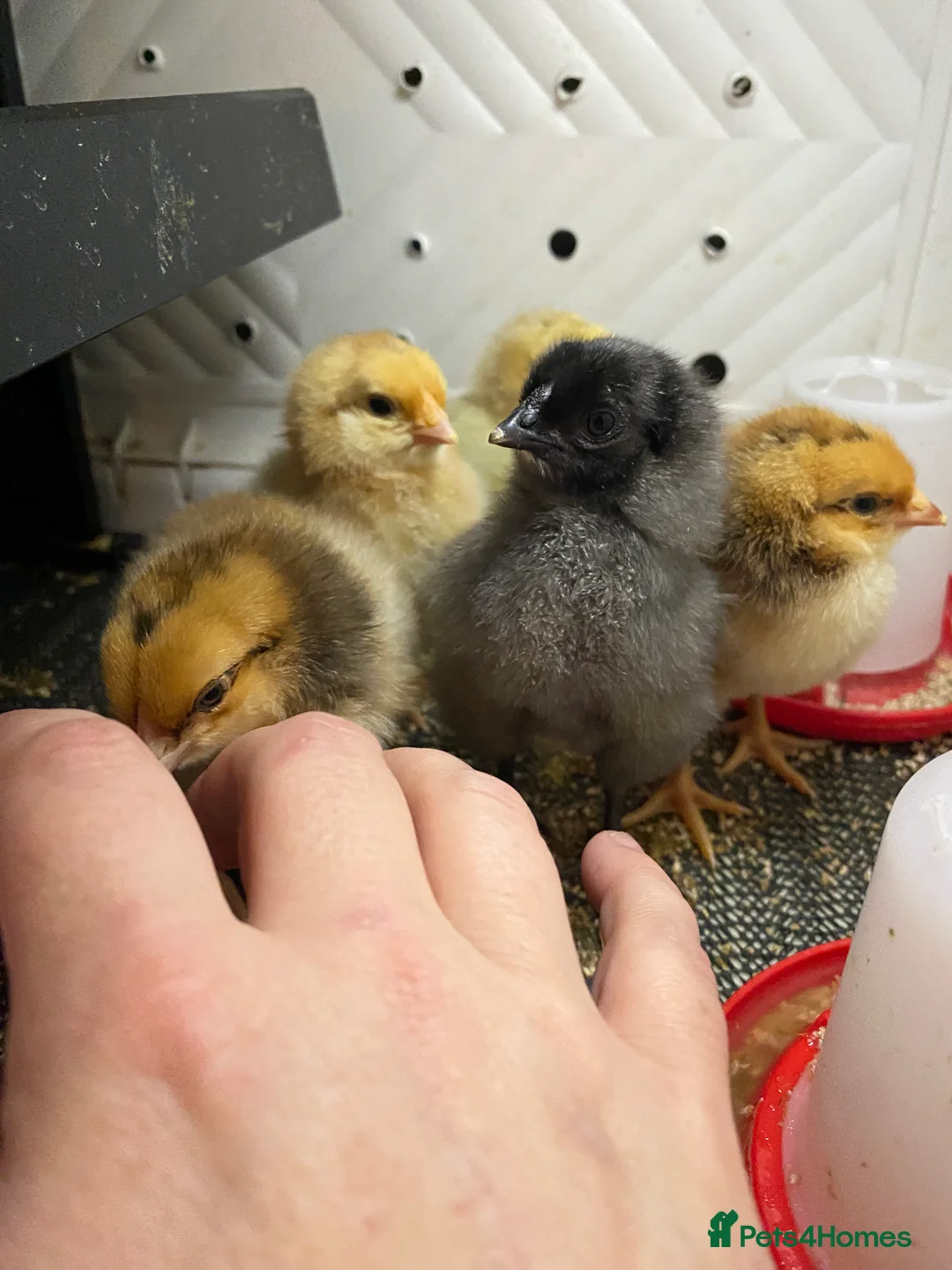 Chickens poultry for sale: Day old chicks - Advert 8