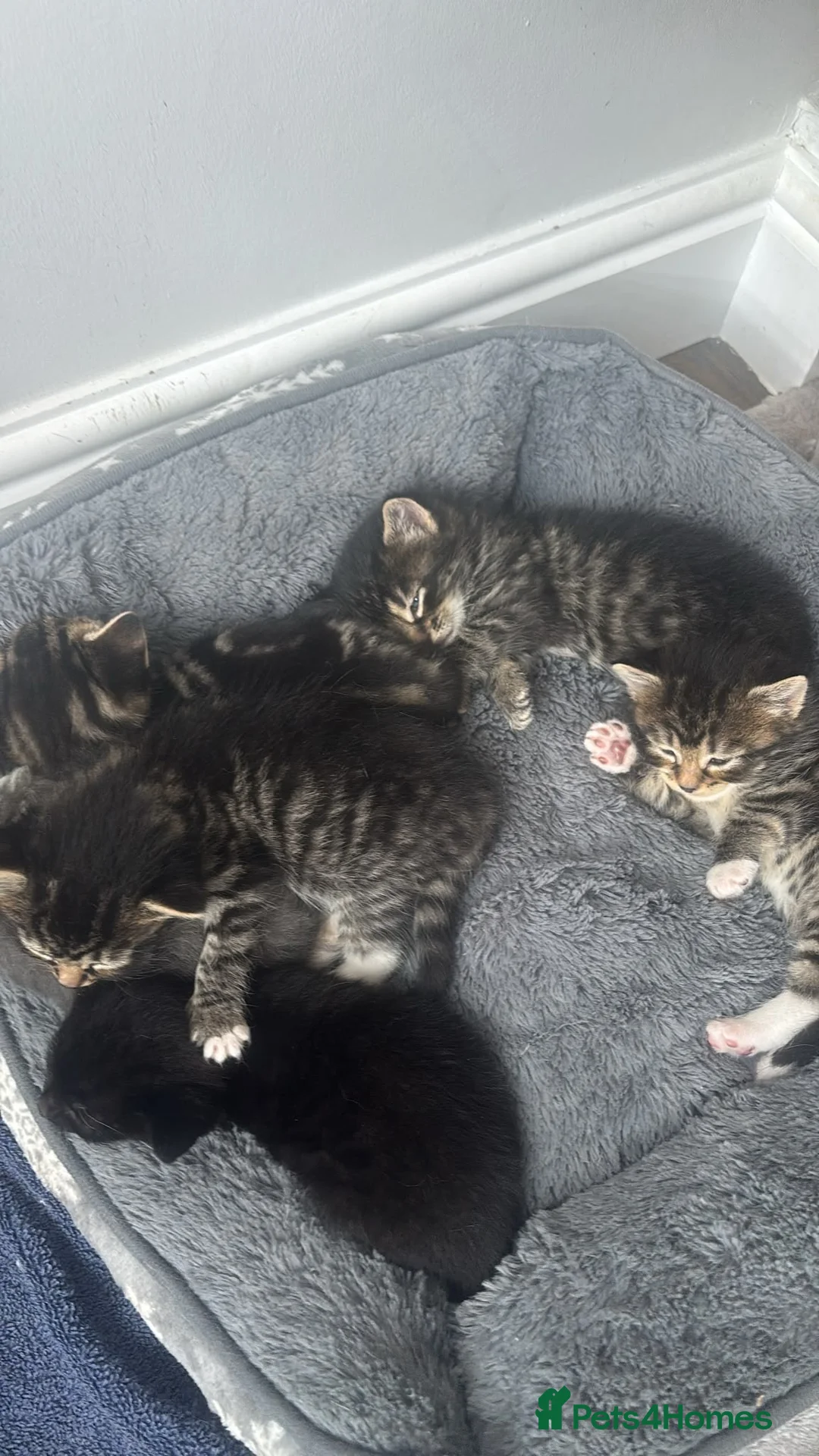 Mixed Breed cats for sale: Kittens for sale - Advert 7