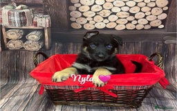 German Shepherd dogs for sale: German Shepherd pups Black&Sable..stunning litter! - Advert 8