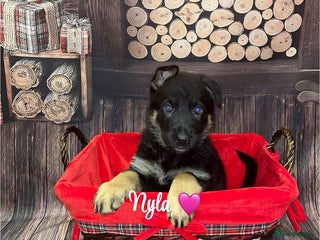 German Shepherd dogs German Shepherd pups Black&Sable..stunning litter! - Advert 2