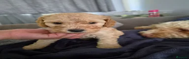 Cockapoo 1