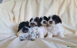 Cockapoo dogs for sale: SUPER PLUSH COATS. F1b Cockapoos. Health Tested - Image 11