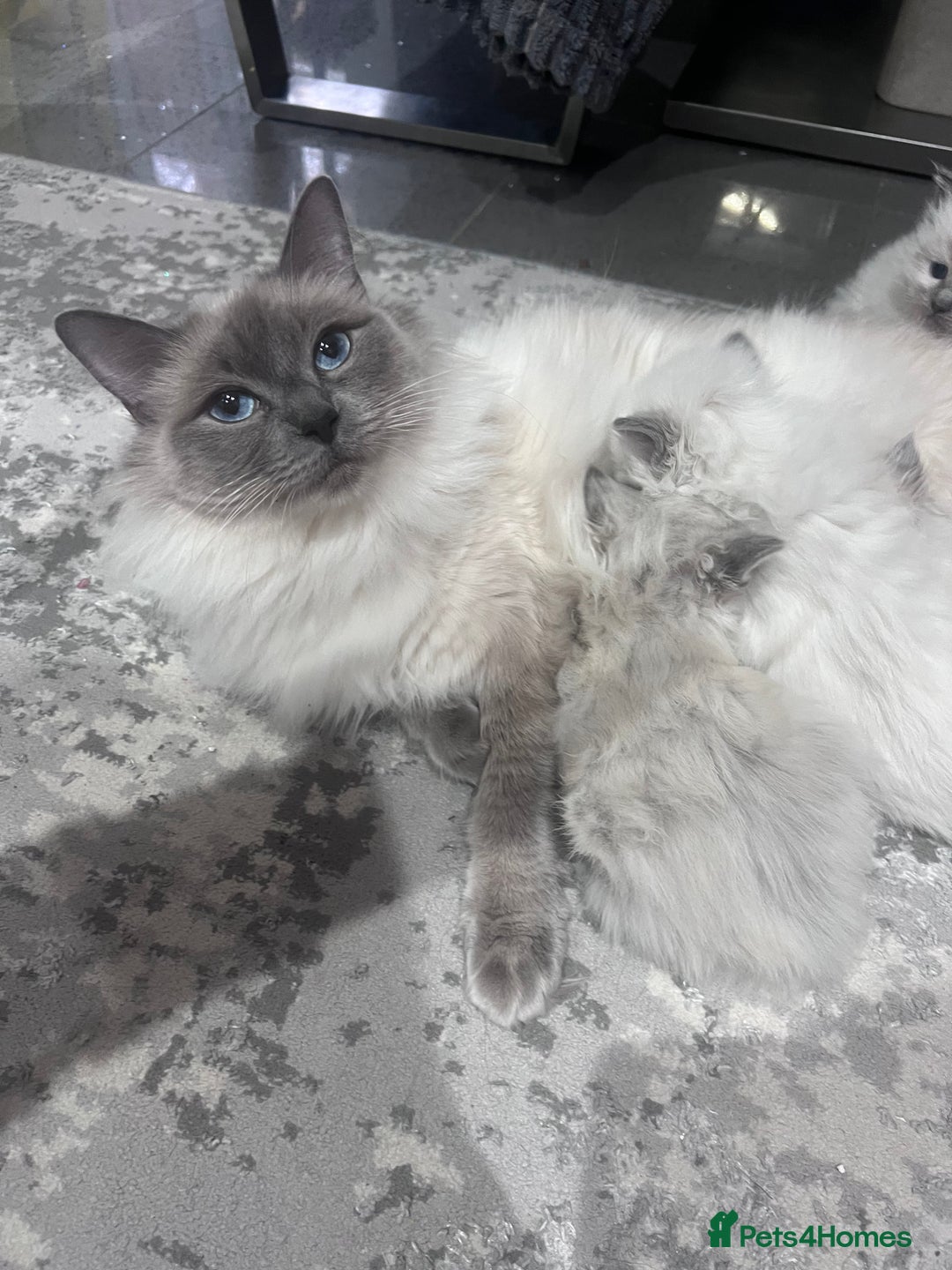 Ragdoll cats for sale: Adorable Ragdoll kittens  - Advert 11