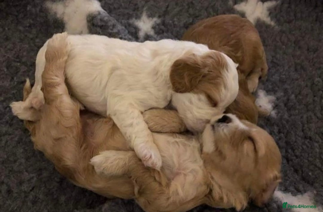 Cockapoo dogs for stud: Experienced Health Testa Cockapoo F1B Stud in Southampton - Image 8