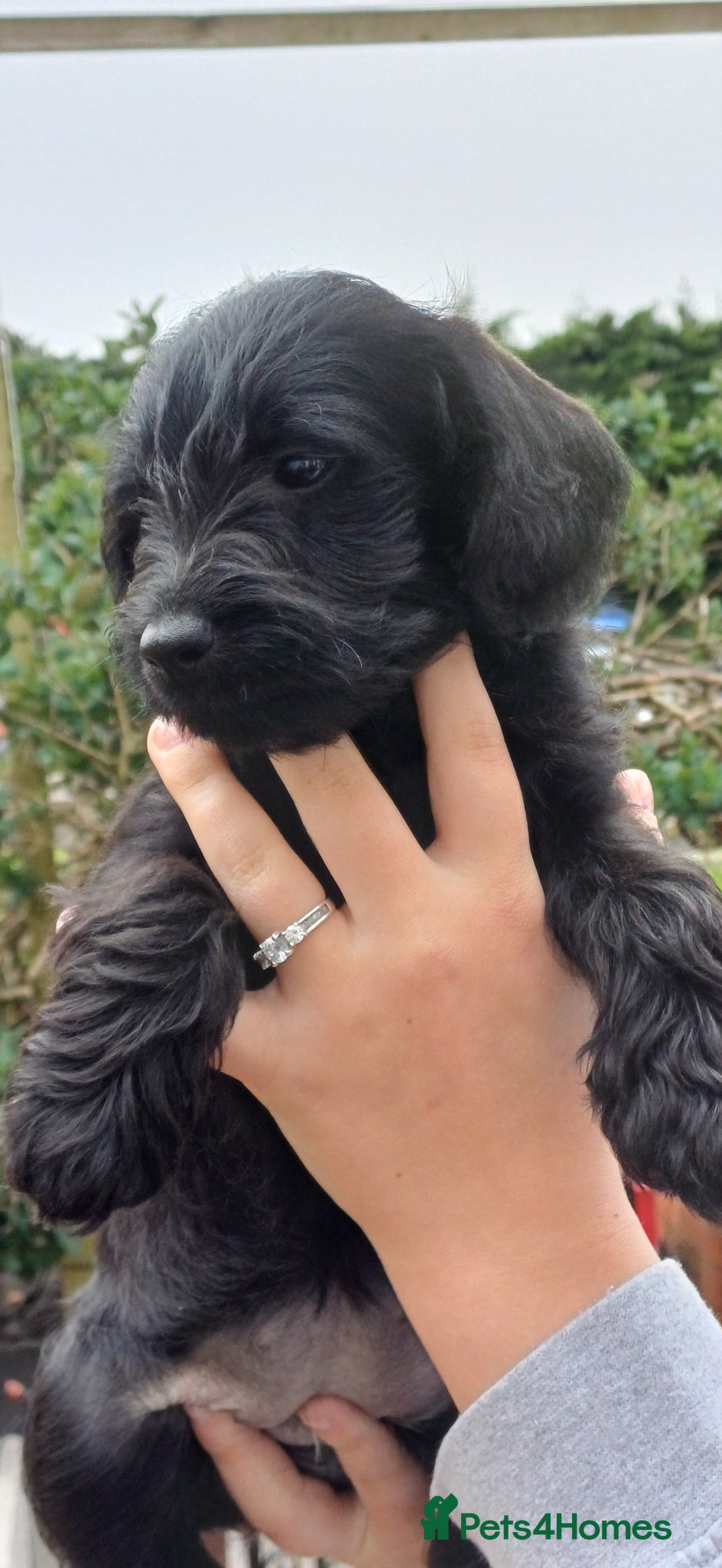 Schnoodle dogs Mini Schnoodle puppies - Advert 5