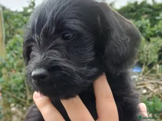 Schnoodle dogs Mini Schnoodle puppies - Advert 5