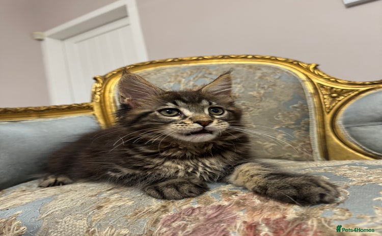 Maine Coon cats Maine Coon Kittens with Elite Heritage 🌟🌟🌟🌟🌟 - Advert 13