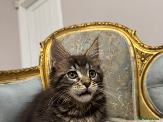 Maine Coon cats Maine Coon Kittens with Elite Heritage 🌟🌟🌟🌟🌟 - Advert 7