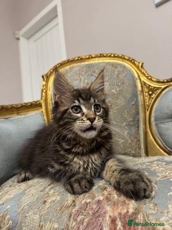 Maine Coon cats Maine Coon Kittens with Elite Heritage 🌟🌟🌟🌟🌟 - Advert 13