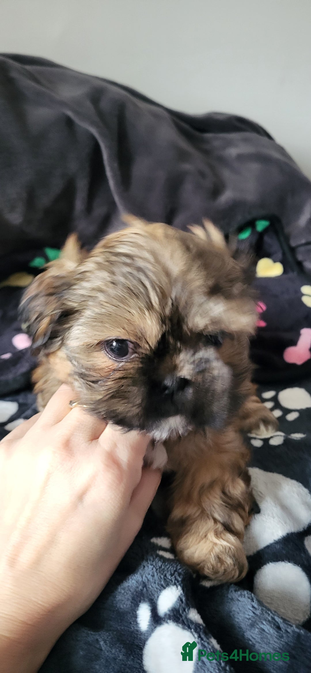 Shih Tzu dogs for sale: Adorable Shih tzu Puppies  - Image 8