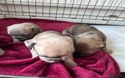 French Bulldog dogs for sale: Litter of mixed colour French bulldog puppies  - Advert 13