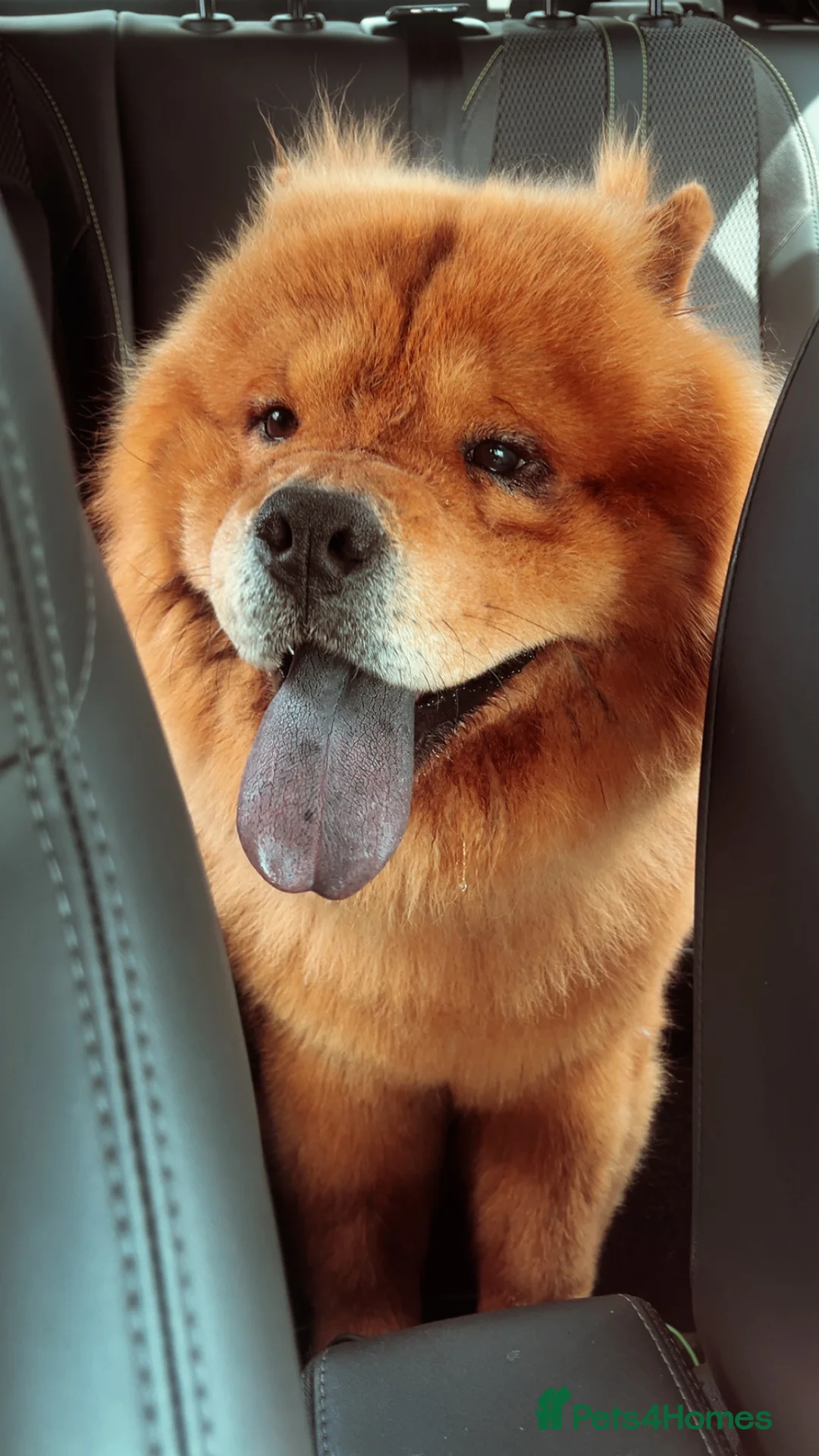 Chow Chow dogs for sale: New home for Teddy - Advert 1