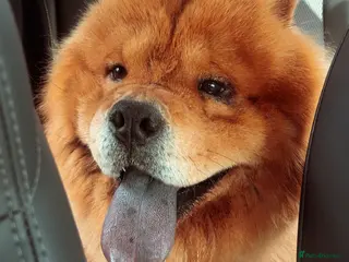 Chow Chow dogs New home for Teddy - Advert 1