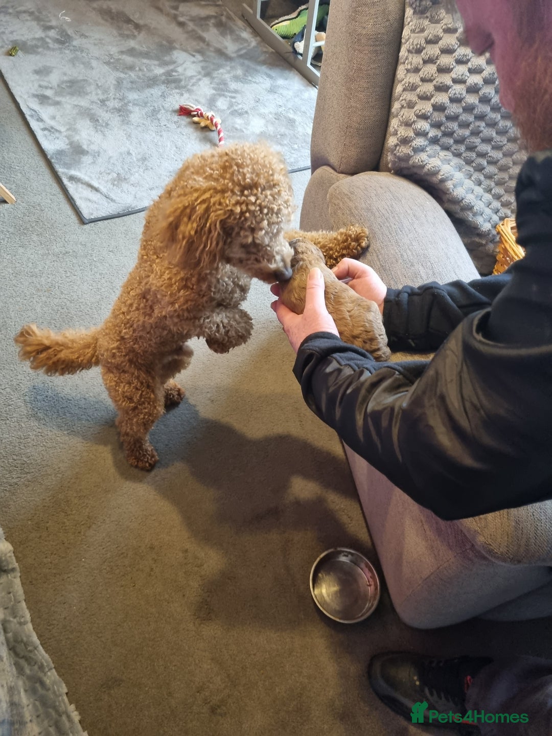 Toy Poodle dogs for stud: Stunning red toy poodle for stud in Coventry - Advert 11