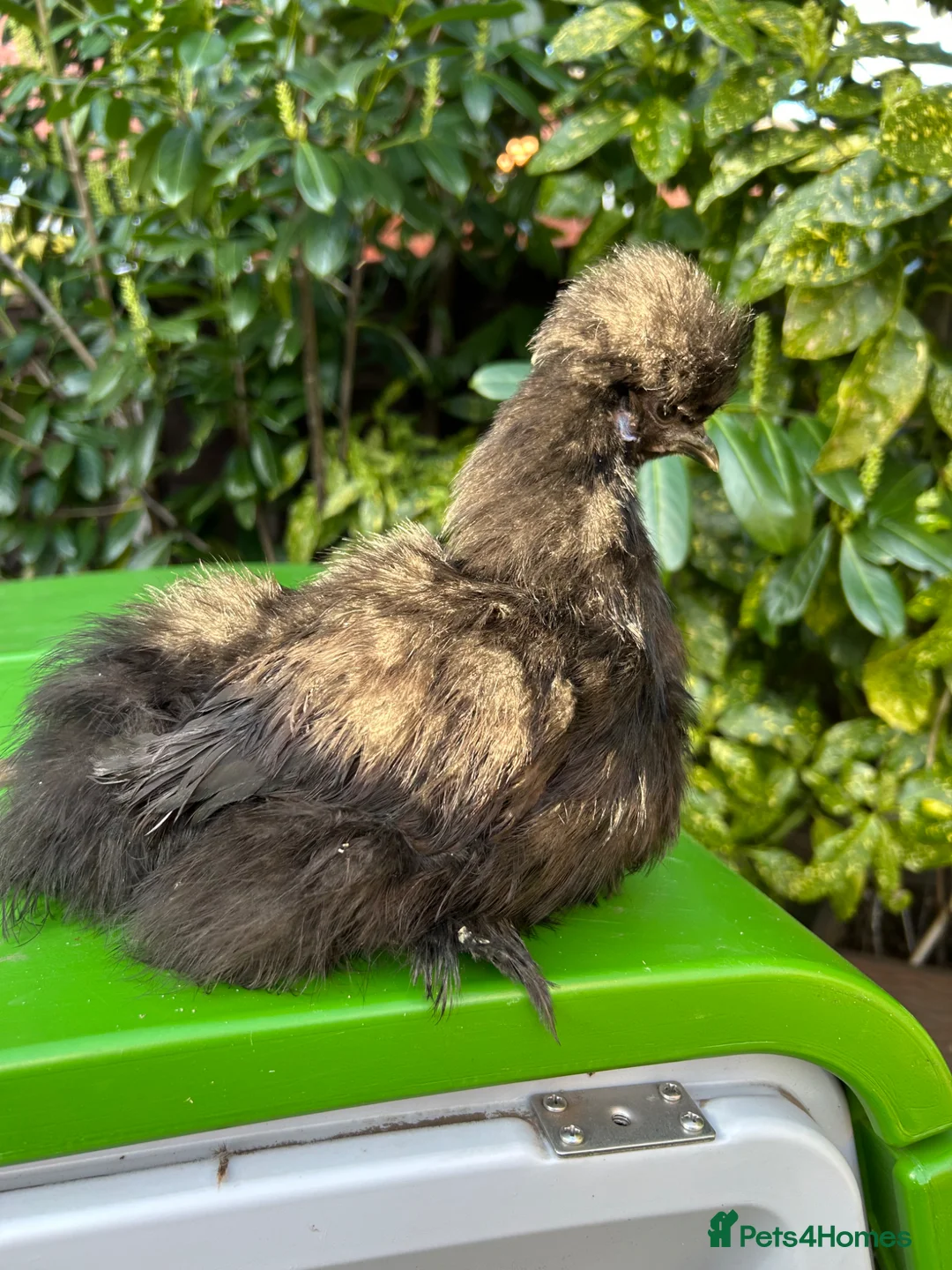 Chickens poultry for sale: POL Black Bantam Uk Silkie Hen - Advert 2