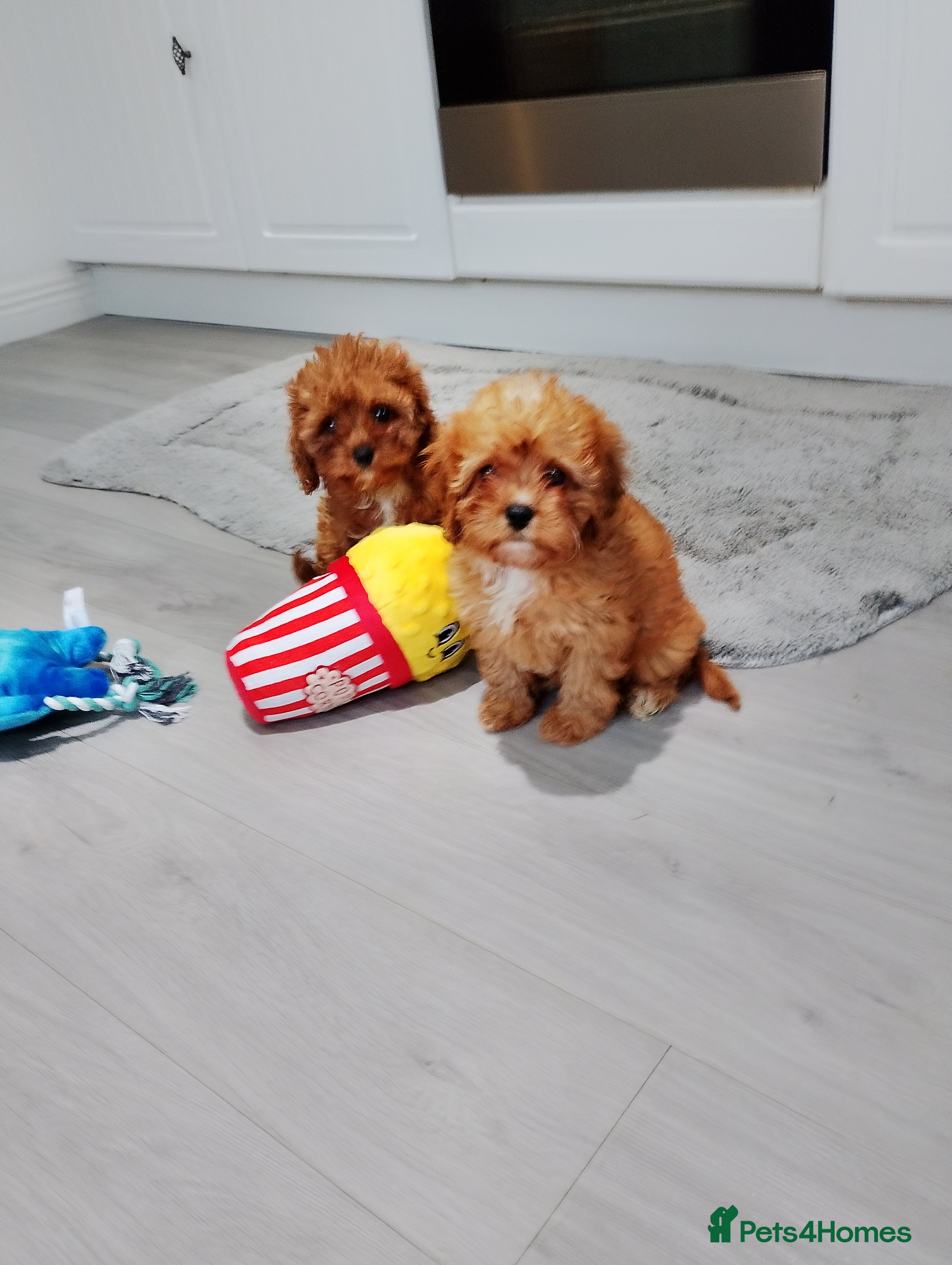 Cavapoo dogs Stunning F1 Cavapoos ready now ! - Advert 6