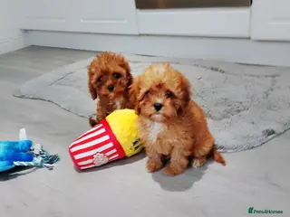 Cavapoo dogs Stunning F1 Cavapoos ready now ! - Advert 16