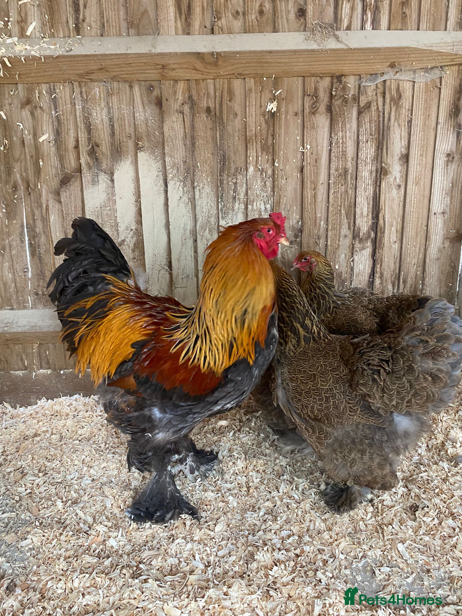 Chickens poultry for sale: 🥚LF Gold partridge brahma- hatching eggs 🥚  - Advert 5