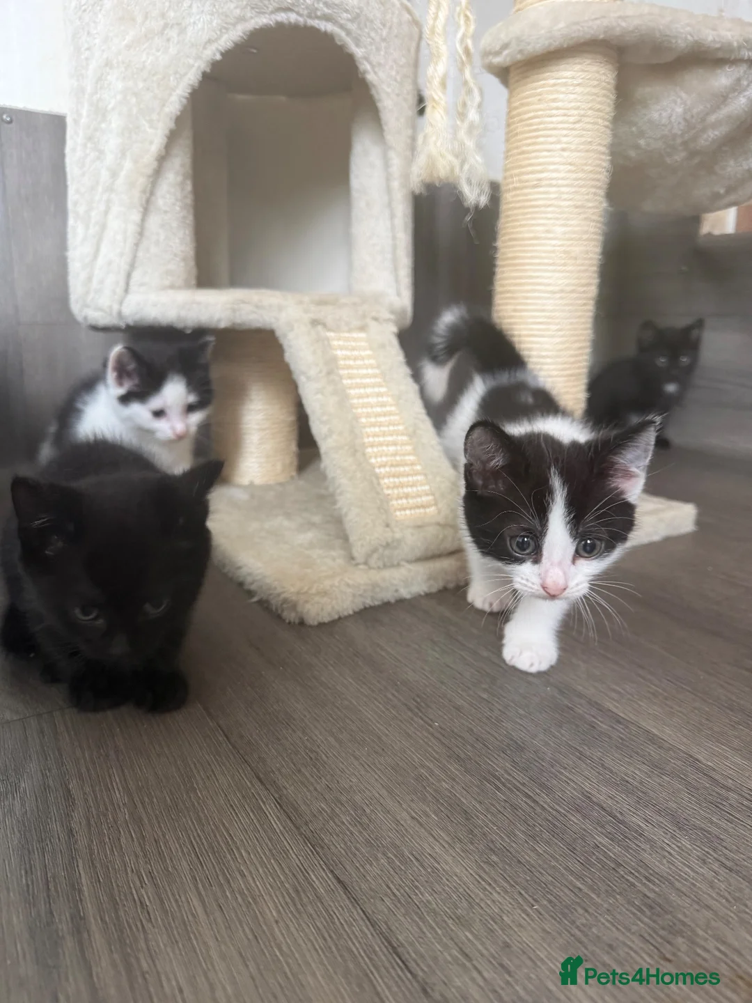 Mixed Breed cats for sale: Beautiful mixbreed kittens for sale - Advert 1