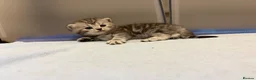 British Shorthair cats for sale: British shorthair/russian blue kittens  - Advert 11