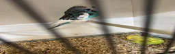 Budgerigars birds for sale: Young budgies & breeding pairs  - Advert 5
