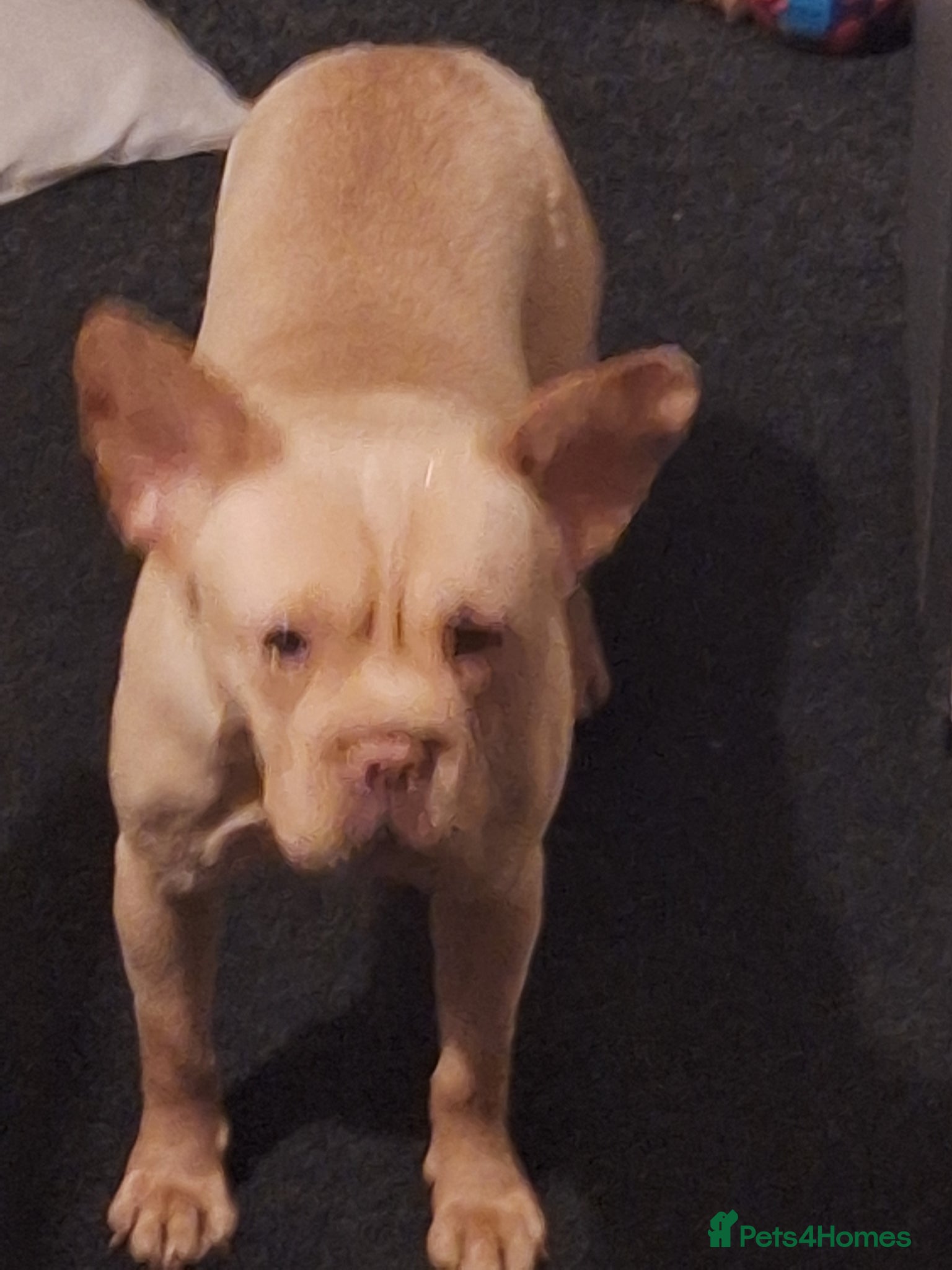 Mixed Breed dogs  frenchie - Advert 1